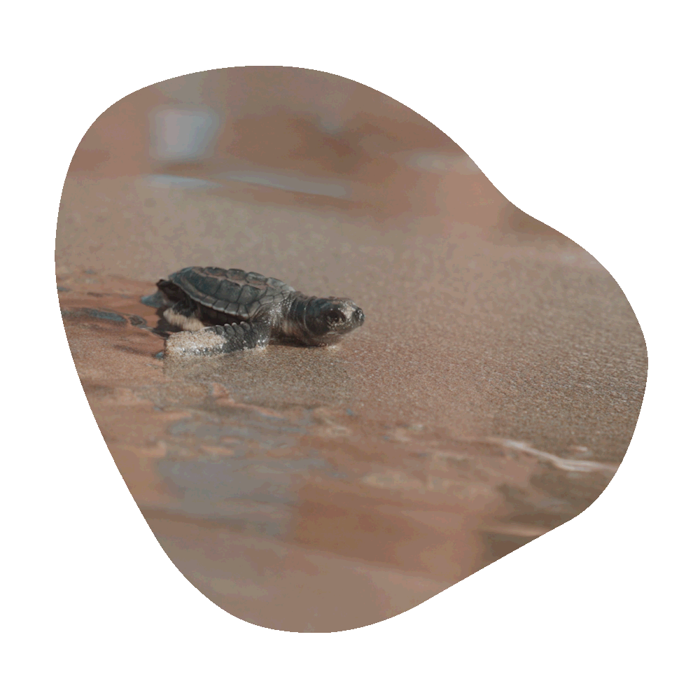 Zu sehen ist eine Schildkröte die gerade vom Sand richtung Meer geht